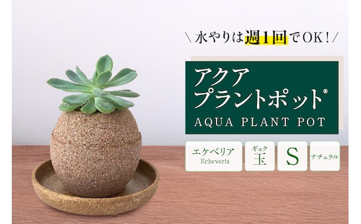 アクアプラントポット® 玉Ｓ 植木鉢エケベリア（2130）