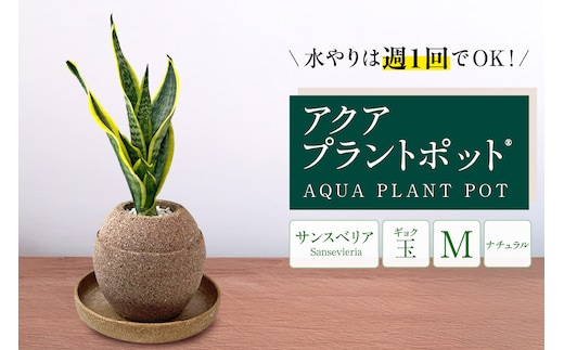 アクアプラントポット® 玉Ｍ 植木鉢サンスベリア（2134）