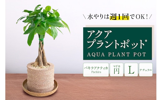 アクアプラントポット® 円Ｌ 植木鉢パキラ アクティカ（2136）