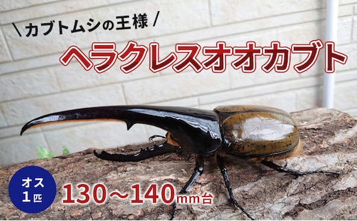 ヘラクレスオオカブト 成虫 オス 1匹 130～140mm台 カブトムシ 昆虫 生き物 生体 虫 プレゼント 贈り物 ギフト 子供 男の子 かっこいい  愛知 愛知県 日進市 | dショッピングふるさと納税百選