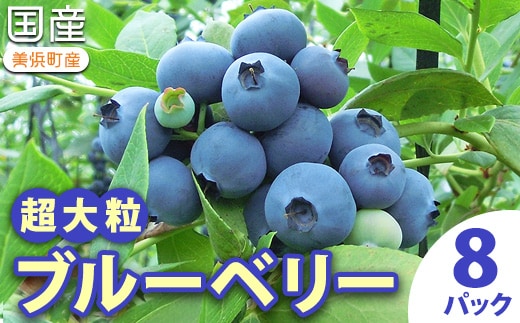 国産(美浜町産)超大粒ブルーベリー 『8パック入り』 ※2026年5月上旬～7月上旬頃に順次発送予定