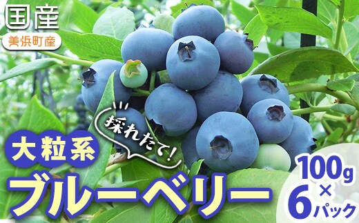 採れたて！大粒系ブルーベリー 100g×6パック ※2026年5月上旬～7月上旬頃に順次発送予定