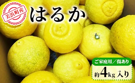 美浜町産はるか ご家庭用 傷あり 約4kg入り ※2026年1月中旬～3月上旬頃に順次発送予定
