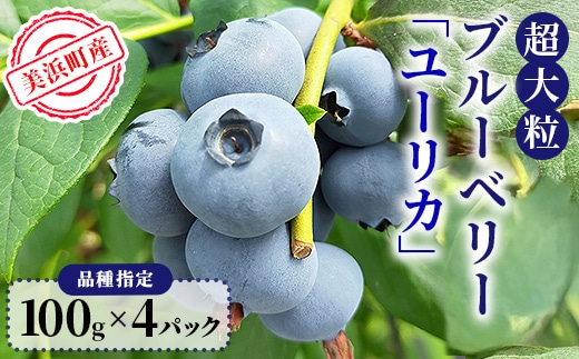 美浜町産 超大粒ブルーベリー『ユーリカ』品種指定 100g×4パック ※2026年5月中旬～5月下旬頃に順次発送予定