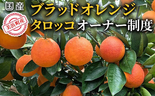 美浜町産ブラッドオレンジタロッコ オーナー制度