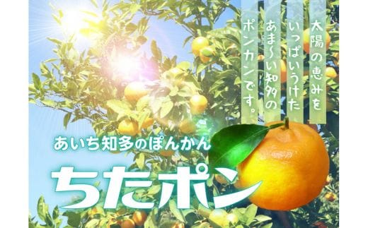 ちたポン（ぽんかん）5kg｜あいち知多のぽんかん 太田ぽんかん ポンカン フルーツ 果物 果実 かんきつ みかん ミカン 蜜柑 期間限定 数量限定 美浜町 愛知県 知多半島 国産 ※北海道・沖縄・離島への配送不可 ※2026年1月中旬～2月中旬頃に順次発送予定