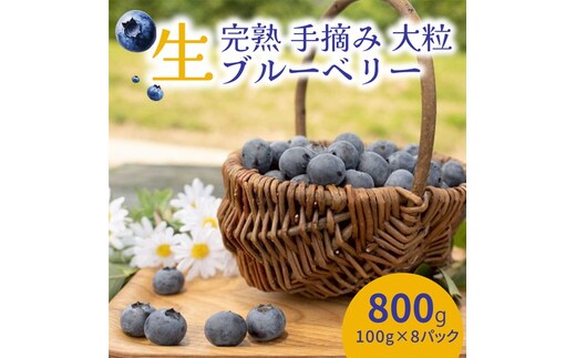 【先行受付予約】知多半島 生ブルーベリー 800g（100g×8パック） 完熟 果物 フルーツ 旬 農園直送 青果物 国産 健康 美容 愛知県 美浜町 ブルーベリーの里みはま 産地直送 ※2026年6月上旬～8月中旬に順次発送予定 送料無料 数量限定 期間限定 ※北海道・沖縄・離島への配送不可