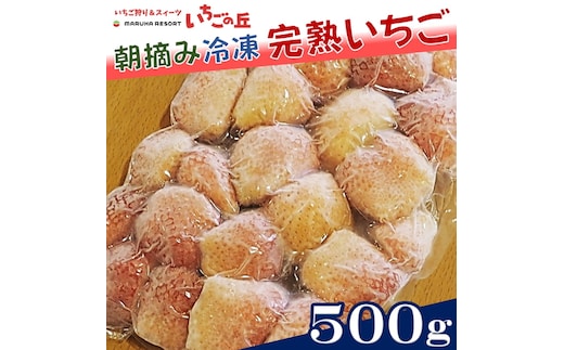 まるは食堂 マルハリゾート いちごの丘 『訳あり』 完熟 冷凍いちご 500g | 訳あり いちご イチゴ 冷凍 国産 完熟 スムージー ジャム ヨーグルト シャーベット デザート アイス おやつ 果物 フルーツ 愛知県 美浜町 ※北海道・沖縄・離島への配送不可