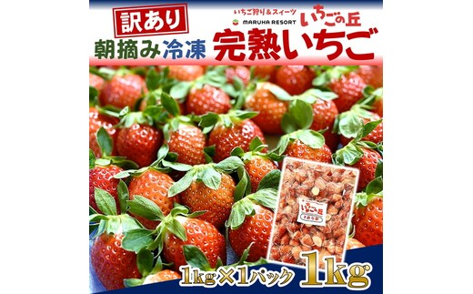 まるは食堂 マルハリゾート いちごの丘 『訳あり』完熟 冷凍いちご 1kg ｜ 訳あり いちご イチゴ 冷凍 1kg 国産 完熟 スムージー ジャム ヨーグルト シャーベット デザート アイス おやつ 果物 フルーツ 愛知県 美浜町 ※北海道・沖縄・離島への配送不可
