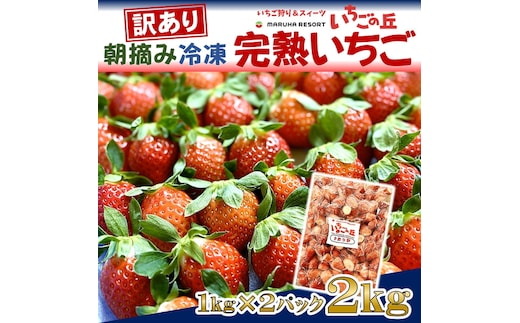 まるは食堂 マルハリゾート いちごの丘 『訳あり』完熟 冷凍いちご 2kg 1kg×2袋 ｜ 訳あり いちご イチゴ 冷凍 2kg 国産 完熟 スムージー ジャム ヨーグルト シャーベット デザート アイス おやつ 果物 フルーツ 愛知県 美浜町 ※北海道・沖縄・離島への配送不可