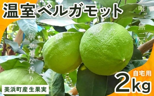 美浜町産温室ベルガモット 生果実『自宅用2kg入り』※2025年11月上旬～2026年2月下旬頃に順次発送