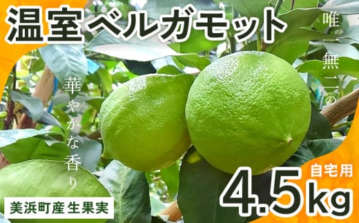 美浜町産温室ベルガモット 生果実『自宅用4.5kg入り』※2025年11月上旬～2026年2月下旬頃に順次発送