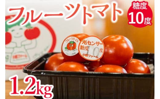 フルーツトマト糖度10度 1.2kg ※2026年1月上旬～4月下旬頃に順次発送予定◆