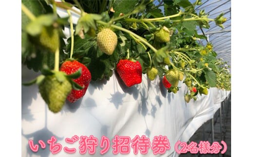 いちご狩り招待券（2名様分）｜苺狩り イチゴ狩り ペア券 冬 春 果物 ※2025年10月上旬～2026年1月下旬頃に順次発送予定