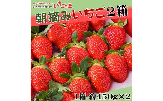 【2026年1月上旬発送開始】まるは食堂 マルハリゾート いちごの丘の『朝摘みいちご』2箱（1箱約450g） ※2026年1月上旬～3月下旬頃に順次発送予定 ※北海道・沖縄・離島への配送不可 ※着日指定不可