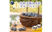 大粒ブルーベリー品種ミックス 125g×6パック 果物 くだもの フルーツ ヨーグルト ジャム 国産 愛知県産 ※2026年6月上旬～8月上旬頃に順次発送予定 ※北海道・沖縄・離島への配送不可
