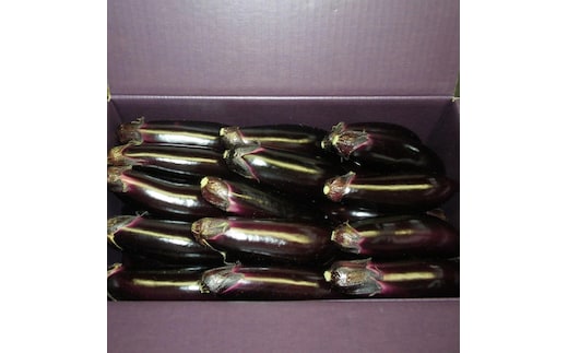 幸田町産「とげなし美茄子」 5kg ｜ なす ナス 茄子 野菜 ※11月～6月に順次発送予定