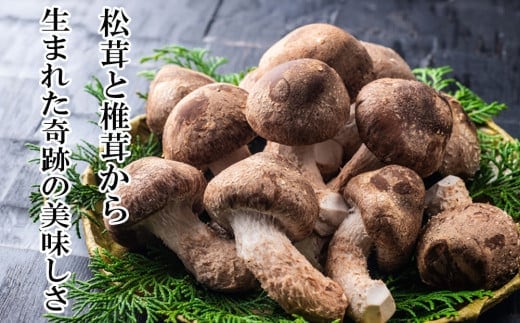 【新しいキノコ 伊勢の国「松太郎」】松太郎ギフト（生詰め合わせ）