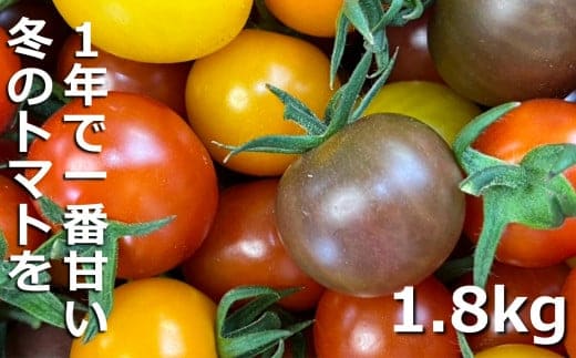 鈴鹿山麓トマト「カラフルミニトマト」箱詰め（1.8kg入り）【トマト ミニトマト 採れたて 自然 栽培 水耕栽培 野菜 甘い あまい おいしい 美味しい 三重県 四日市市 ふるさと納税】