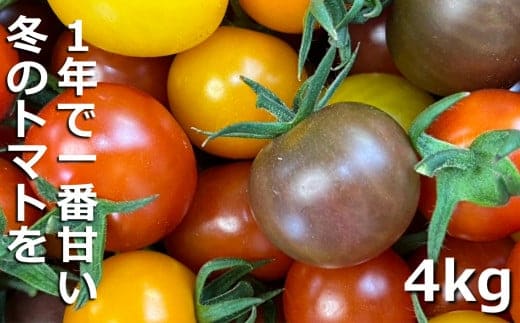鈴鹿山麓トマト「カラフルミニトマト」箱詰め（4kg入り）【トマト ミニトマト 採れたて 自然 栽培 水耕栽培 野菜 甘い あまい おいしい 美味しい 三重県 四日市市 ふるさと納税】