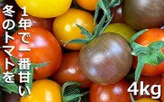 鈴鹿山麓トマト「カラフルミニトマト」箱詰め（4kg入り）【トマト ミニトマト 採れたて 自然 栽培 水耕栽培 野菜 甘い あまい おいしい 美味しい 三重県 四日市市 ふるさと納税】