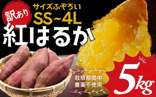 ≪訳あり≫ 栽培期間中農薬不使用 サツマイモ 5kg 紅はるか 無農薬 さつまいも サツマイモ ワケアリ ワケアリ わけありさつまいも詰め合わせ 芋 いも 三重県 多気町 GE‐01 