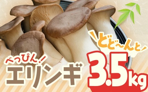 TN-01 べっぴん エリンギ ！ どどーんと 3.5ｋｇ！