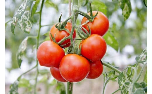 KN-01 2015世界土壌微生物五輪で銀メダル受賞！土力のフルーツトマト