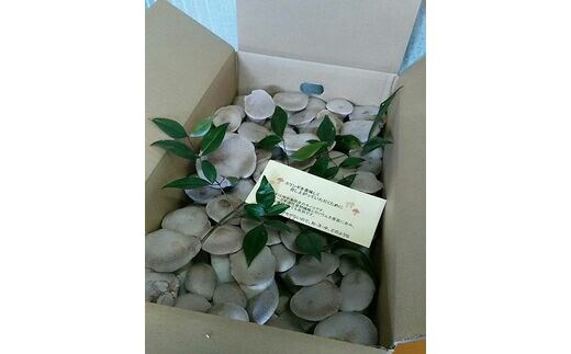 TN-01 べっぴん エリンギ ！ どどーんと 3.5ｋｇ！