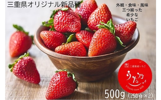 三重県オリジナルいちご新品種 希少な「うた乃」 500ｇ（250ｇ×2） YMS-01 いちご イチゴ 苺 希少 品種 酸味 少ない 甘さ 強い