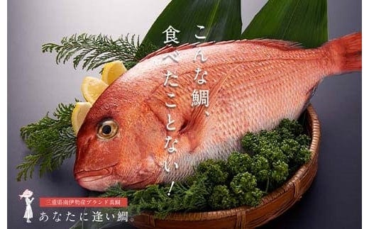 （冷蔵）驚く甘さ！ジューシーなブランド真鯛【水洗い・下処理済】 ／ はさま あなたに逢い鯛。 三重県 南伊勢町 伊勢志摩