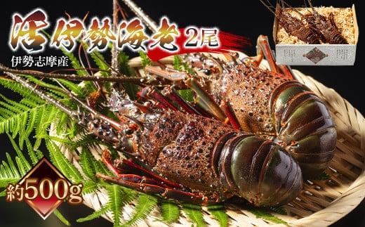 活 伊勢海老 ２尾入 約500g 丸池 えび 海老 ebi いせえび 伊勢 魚 魚介 海鮮 海産物 海 特産品 うま味 旨味 海の幸 アウトドア バーベキュー 刺身 炭火焼 味噌汁 産地直送 国産 三重 南伊勢 伊勢志摩