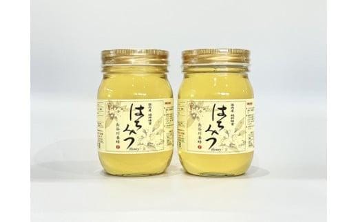 国産 はちみつ アカシア 500ｇ × 2本入り セット 長谷川養蜂 1kg 瓶 希少 純粋はちみつ ハチミツ 蜂蜜 honey 蜜 ヨーグルト 朝食 ハニー 三重県 南伊勢町
