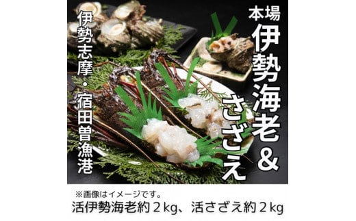 活 伊勢海老 活 さざえ セット C 丸池 伊勢えび イセエビ えび 壺焼 高級 鮮魚 海鮮 魚介 刺身 焼き物 汁物 海鮮 特産 海の幸 新鮮 三重県 南伊勢町 伊勢志摩