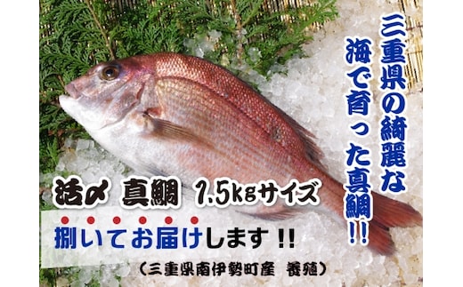 （冷蔵） 真鯛 捌いてお届け （ 三枚おろし スキンレス ） ／ マルカ水産 活〆 真空パック アラ お刺身 しゃぶしゃぶ お造り 煮物 お吸い物 縁起物 三重県 南伊勢町