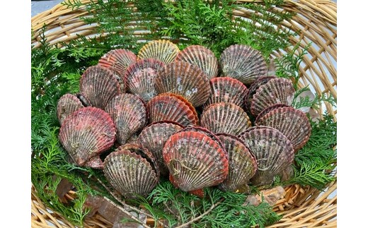 （冷蔵） ヒオウギ貝 20個入 （加熱用） ／ 三重外湾漁業協同組合 アッパッパ貝 炊き込みご飯 グラタン BBQ バーベキュー 魚貝 海鮮 産地直送 三重県 南伊勢町