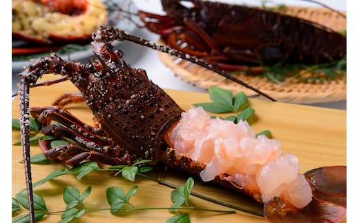 伊勢えび（活冷）〈三重県紀北町の人気返礼品〉【AA57】