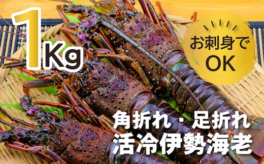 バタバタしたら角と足がとれちゃいました 活冷伊勢えび 2～7尾（1.0kg）〈訳あり(不揃い)〉【CC21】