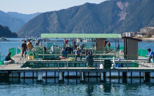 海上釣り堀貞丸の無料招待券【P02】