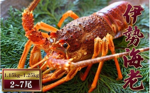 【 先行予約 】伊勢えび（活）2～7尾 1.15～1.25kg【2025年10月中旬頃から2026年3月末までに順次発送（1月は漁不可）】 / 伊勢えび 伊勢海老 海老 海鮮 天然 えび エビ 活【enk003A】