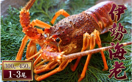 【 先行予約 】伊勢えび（活）1～3尾 300～450g【2025年10月中旬頃から2026年3月末までに順次発送（1月は漁不可）】 / 伊勢えび 伊勢海老 海老 海鮮 天然 えび エビ 活【enk001】