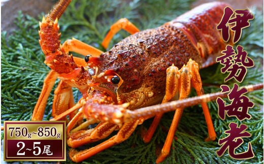 【 先行予約 】伊勢えび（活）2～5尾 750～850g【2025年10月中旬頃から2026年3月末までに順次発送（1月は漁不可）】 / 伊勢えび 伊勢海老 海老 海鮮 天然 えび エビ 活 【enk002】