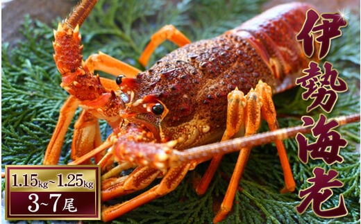 【 先行予約 】伊勢えび（活）3～7尾 1.15～1.25kg【2025年10月中旬頃から2026年3月末までに順次発送（1月は漁不可）】 / 伊勢えび 伊勢海老 海老 海鮮 天然 えび エビ 活【enk003】