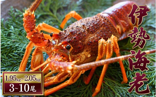 【 先行予約 】伊勢えび（活）3～10尾 1.95～2.05kg【2025年10月中旬頃から2026年3月末までに順次発送（1月は漁不可）】 / 伊勢えび 伊勢海老 海老 海鮮 天然 えび エビ 活【enk004】