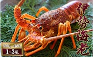 【 先行予約 】伊勢えび（活）1～3尾 300～450g【2025年10月中旬頃から2026年3月末までに順次発送（1月は漁不可）】 / 伊勢えび 伊勢海老 海老 海鮮 天然 えび エビ 活【enk001】
