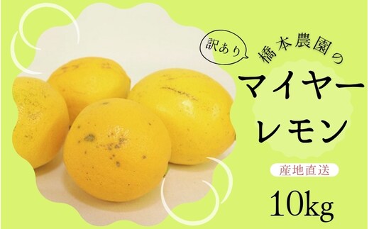 【先行予約】橋本農園の 訳あり マイヤーレモン 10kg【2025年12月中旬から2026年1月中旬までに順次発送】 / レモン マイヤーレモン 檸檬 先行予約 家庭用 ご家庭用【mht010A】