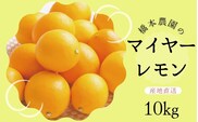 【先行予約】橋本農園のマイヤーレモン 10kg【2025年12月中旬から2026年1月中旬までに順次発送】 / レモン マイヤーレモン 檸檬 先行予約【mht007】
