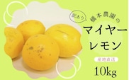 【先行予約】橋本農園の 訳あり マイヤーレモン 10kg【2025年12月中旬から2026年1月中旬までに順次発送】 / レモン マイヤーレモン 檸檬 先行予約 家庭用 ご家庭用【mht010A】