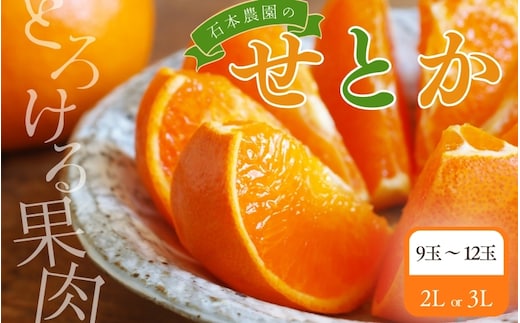 【先行予約】2Lか3L 9玉～12玉 石本農園のハウスせとか【2027年2月中旬から下旬頃に順次発送予定】【mis007B】