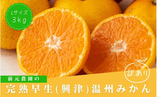 訳あり Lサイズ 前元農園の完熟早生(興津)温州みかん 3kg【2026年12月初旬～下旬に順次発送予定】 【mmg021B】